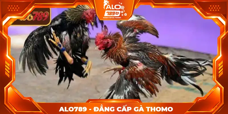 Quy định cơ bản trong chọi gà cựa dao tại ALO789